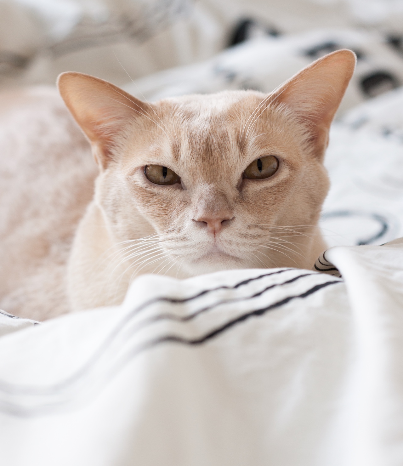 Portrait of beige cat